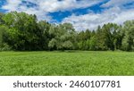 single tree on the edge of forest in Rhein valley, sycamore maple in the forest, springtime in Vorarlberg, Austria, green on the alpine meadows. Ivy wraps around the tree and grows in the forest