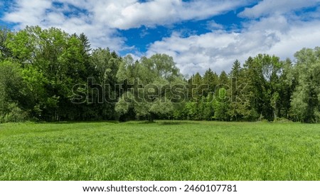 single tree on the edge of forest in Rhein valley, sycamore maple in the forest, springtime in Vorarlberg, Austria, green on the alpine meadows. Ivy wraps around the tree and grows in the forest