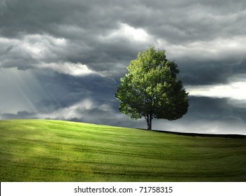 Single Tree On The Hill