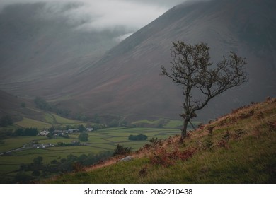 Single Tree On The Hill In Lake District, UK