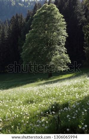 Similar – Blumenwiese, Nadelholzwald