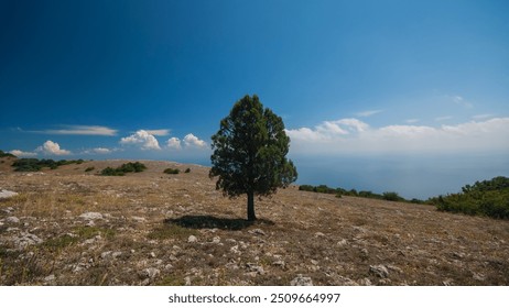 Single tree on a mountain slope against the clouds. Nature background. Web banner. - Powered by Shutterstock