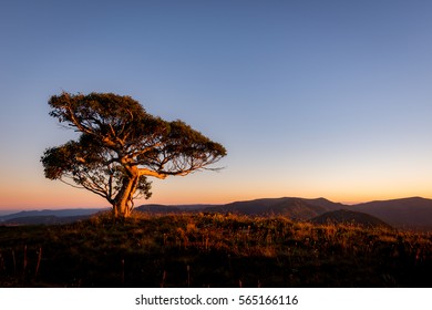 Single tree on mountain at sunset