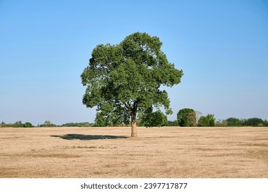 A single tree on a plain in clear weather