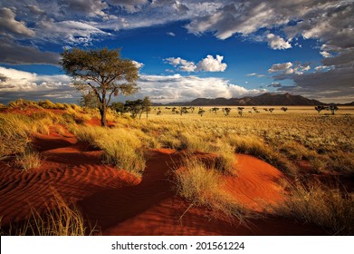 Single tree on the red dunes of Namibia late afternoon with clouds building up for a thunderstorm to follow amongst the dunes of a private nature reserve in Namibia
