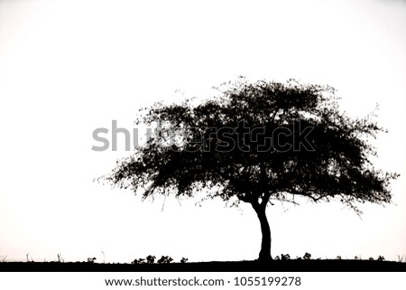 Similar – Image, Stock Photo Emotions | a day comes to an end. Tree silhouette in evening light