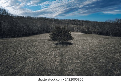A single tree in an open field