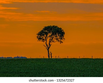 single tree orange sky