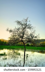 Single tree reflected in the water.