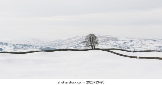 a single tree in a snow covered landscape in the North Yorkshire dales - Shutterstock ID 2025913490