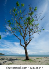A single tree standing alone in the beach with blue sky.