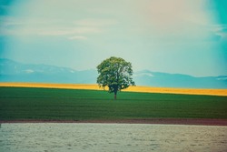 A Single Tree Standing Alone With Blue Sky And Green Grass, Natural Outdoor Seasonal Spring Background