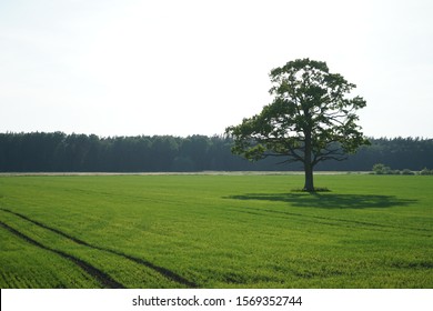 A Single Tree Standing Alone with Blue Sky and Grass. - Powered by Shutterstock