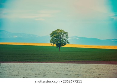 A Single Tree Standing Alone with Blue Sky and green Grass, natural outdoor seasonal spring background