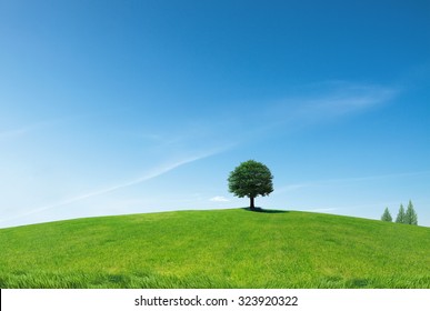 A single tree standing alone with blue sky and grass.