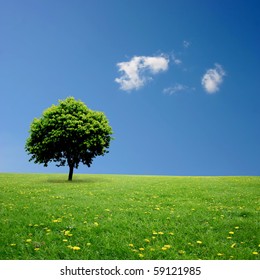 A Single Tree Standing Alone with Blue Sky and Grass