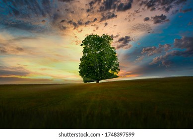 A Single Tree Standing Alone in Dramatic Sunset with sunrays. Beautiful landscape at sunset