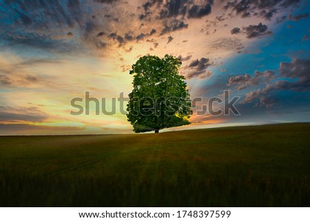 A Single Tree Standing Alone in Dramatic Sunset with sunrays. Beautiful landscape at sunset