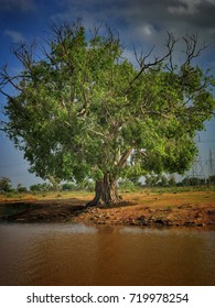 A single tree standing along side of a pond. shot on phone