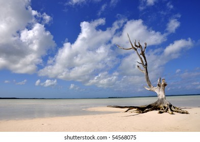 A Single Tree Standing On Harbor Island / Bahamas