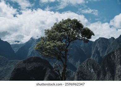 A single tree standing tall in between mountain peeks