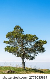 Single tree stands alone on grassy hill under clear blue sky