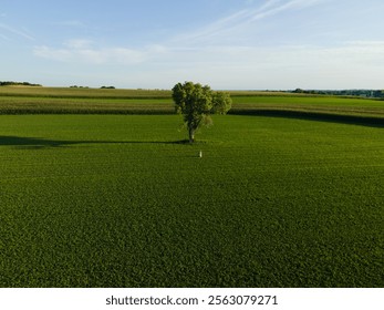 Single tree stands in the middle of a sprawling green field under a clear blue sky with distant farmlands