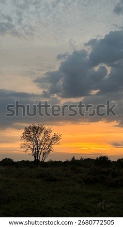 A single tree stands in an open field at sunset. The warm orange sky and dark clouds create a calm, moody scene, great for themes like nature, silence, and the outdoors.