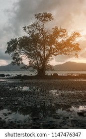 Single tree Sunlight.Good evening.selective focus.