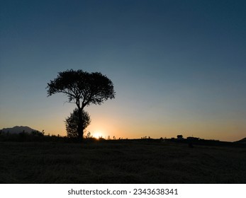 single tree at sunset and great view