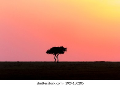 Single Tree In A Sunset On The African Savanna