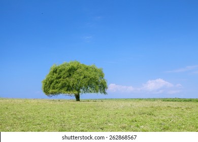 Single tree under blue sky at spring, shot on countryside
