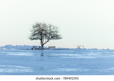 A single tree without leave is standing in a land covered by the snow