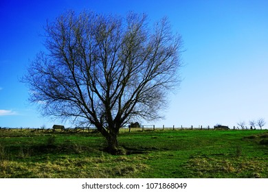 Single tree without leaves