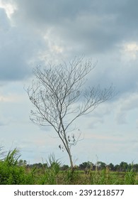 A single tree without leaves still stands tall in the cloudy clouds