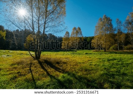 
Single trees in a clearing next to the forest.
