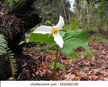 Single Trillium Flower