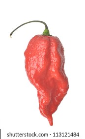 Single Trinidad Scorpion Pepper isolated against white background