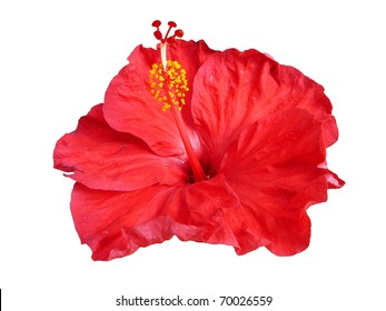 Red Hibiscus Isolated Stock Photos Images Photography Shutterstock