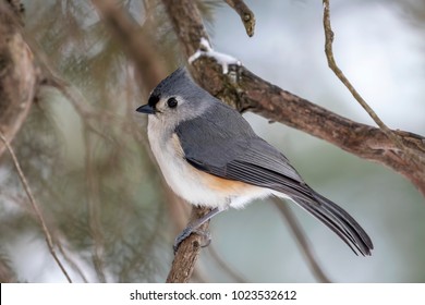 Single Tufted Titmouse Perched on a Tree Branch