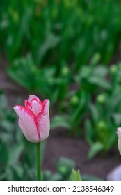 Single Tulip To Bloom In Spring Time, With Tulip Flower Bed In The Background