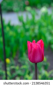 Single Tulip To Bloom In Spring Time, With Tulip Flower Bed In The Background