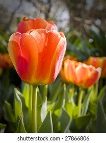 A Single Tulip At The Cincinnati Zoo And Botanical Garden In Cincinnati, OH, USA.