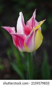 Single Tulip With Colored Petals Close Up