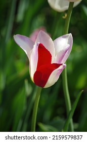 Single Tulip With Colored Petals Close Up