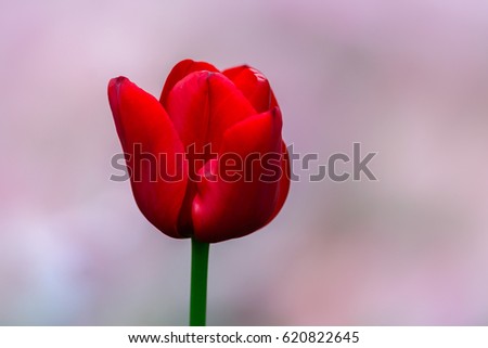 Similar – Red Tulip Tulip blossom