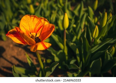 Single tulip in a tulip garden