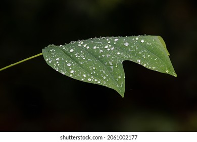 A Single Tulip Poplar Tree Leaf With Rain Drops On The Surface