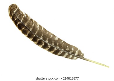 Single Turkey Feather On A White Background