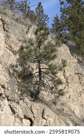 A single twisted pine tree growing out of the side of a rocky cliff in the mountains.